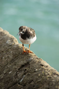 Close-up of bird perching on rock