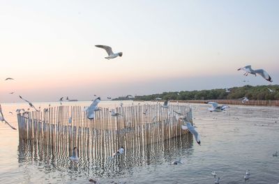 Seagulls flying over sea against sky