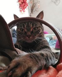 Close-up portrait of tabby cat