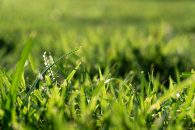 Close-up of crops growing on field