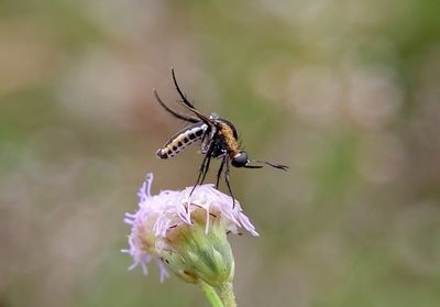 Close-up of insect on plant