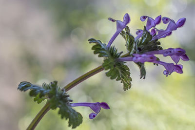 Close-up of purple flowering plant