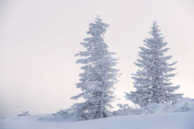 Frozen trees against clear sky during winter
