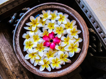 Directly above shot of frangipani flowers in container