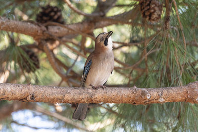 Low angle view of bird perching on branch