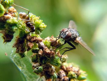 Close-up of insect on flower