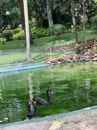 View of swans swimming in lake