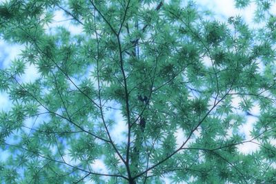 Low angle view of trees against sky