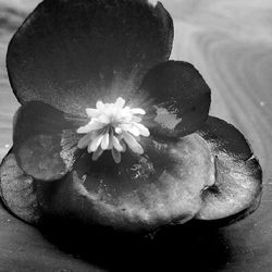 Close-up of flowers