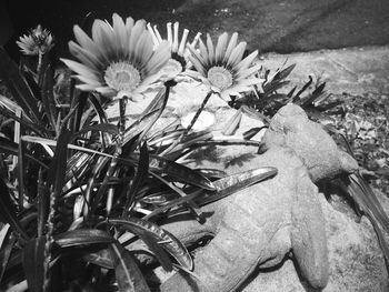 Close-up of flowers growing outdoors