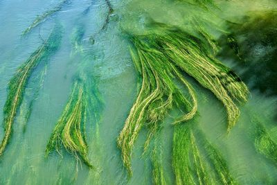 Close-up of reeds in water