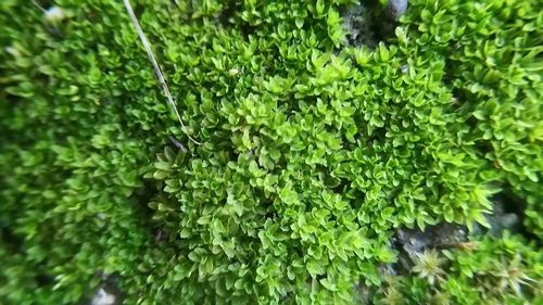 Close-up of fresh green plants