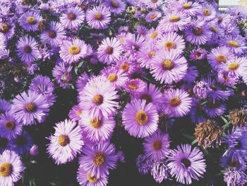 Full frame shot of purple flowers