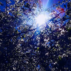 Low angle view of trees against sky