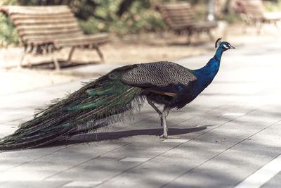 peacock