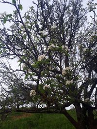 Low angle view of flowering tree