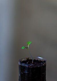 Close-up of small potted plant