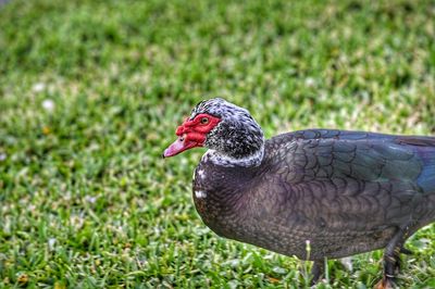 Close-up of a muscovy duck perching on field .