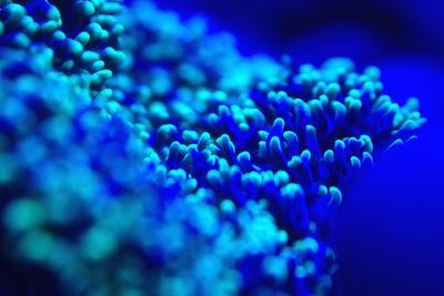 Close-up of jellyfish in sea