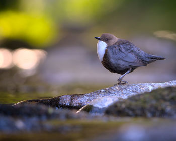 Close-up of bird perching on rock