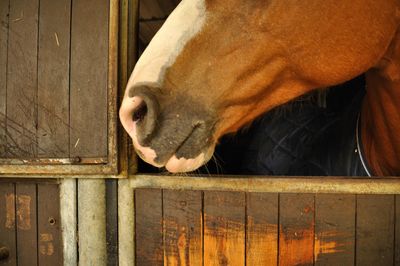 Close-up of horse in zoo