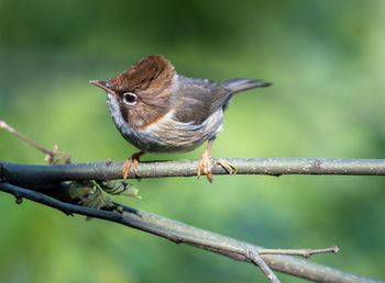 Close-up of bird perching on branch