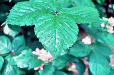 Close-up of raindrops on leaves
