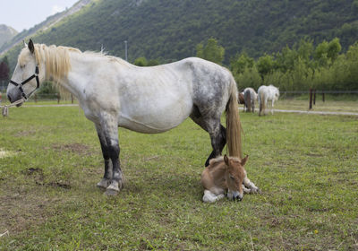 Horses in a field