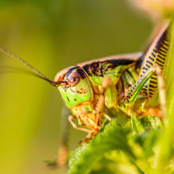 Close-up of insect on plant