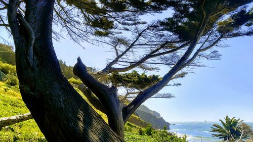 Tree by sea against sky