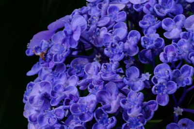 Close-up of purple hydrangea flowers against black background