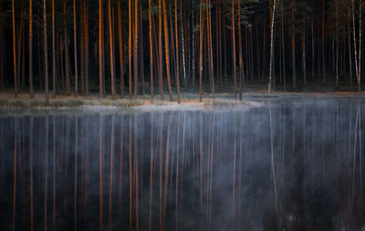 Scenic view of lake in forest