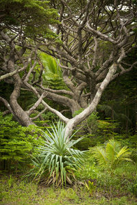 Trees growing in forest