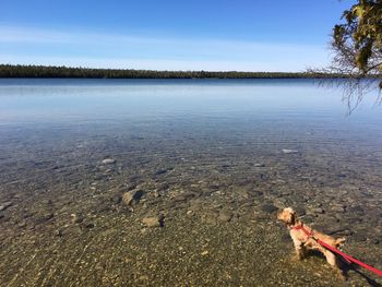 Alert dog standing in transparent shallow water