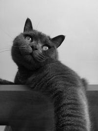 Close-up portrait of cat sitting at home