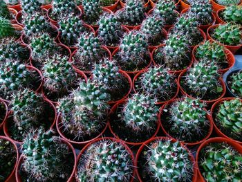 Full frame shot of fruits for sale in market