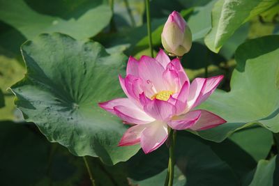 Close-up of pink lotus water lily in pond