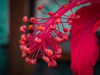 Close-up of red flowering plant