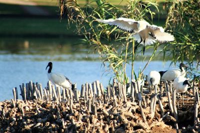 Close-up of birds