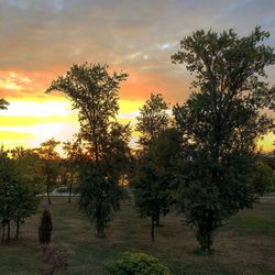 Trees on field against sky during sunset