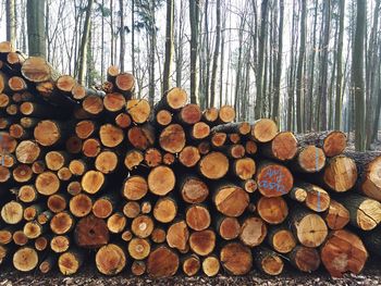 Stack of logs in forest