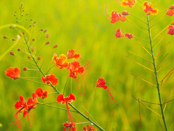 Close-up of red flower