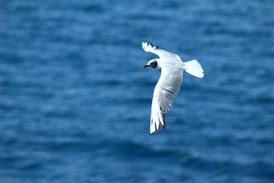 Seagull flying in the sea