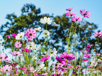 Close-up of pink flowers blooming against sky