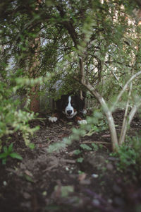 Portrait of dog in forest