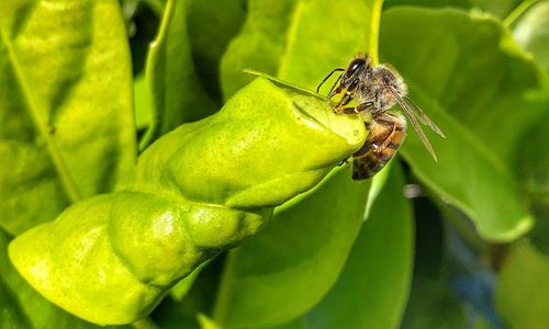 Close-up of insect on plant