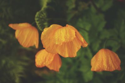 Close-up of yellow flowering plant