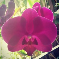 Close-up of pink orchid flower