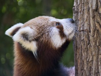 Close-up of red panda on tree trunk