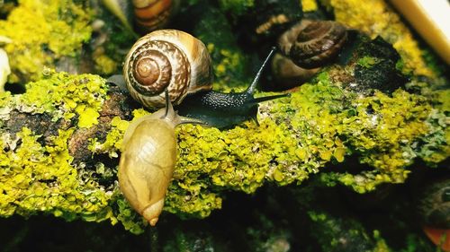 Close-up of snail